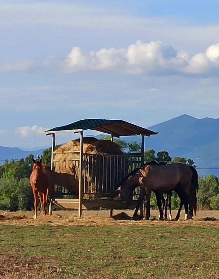 Podere Il Giurato Fauglia Exteriér fotografie